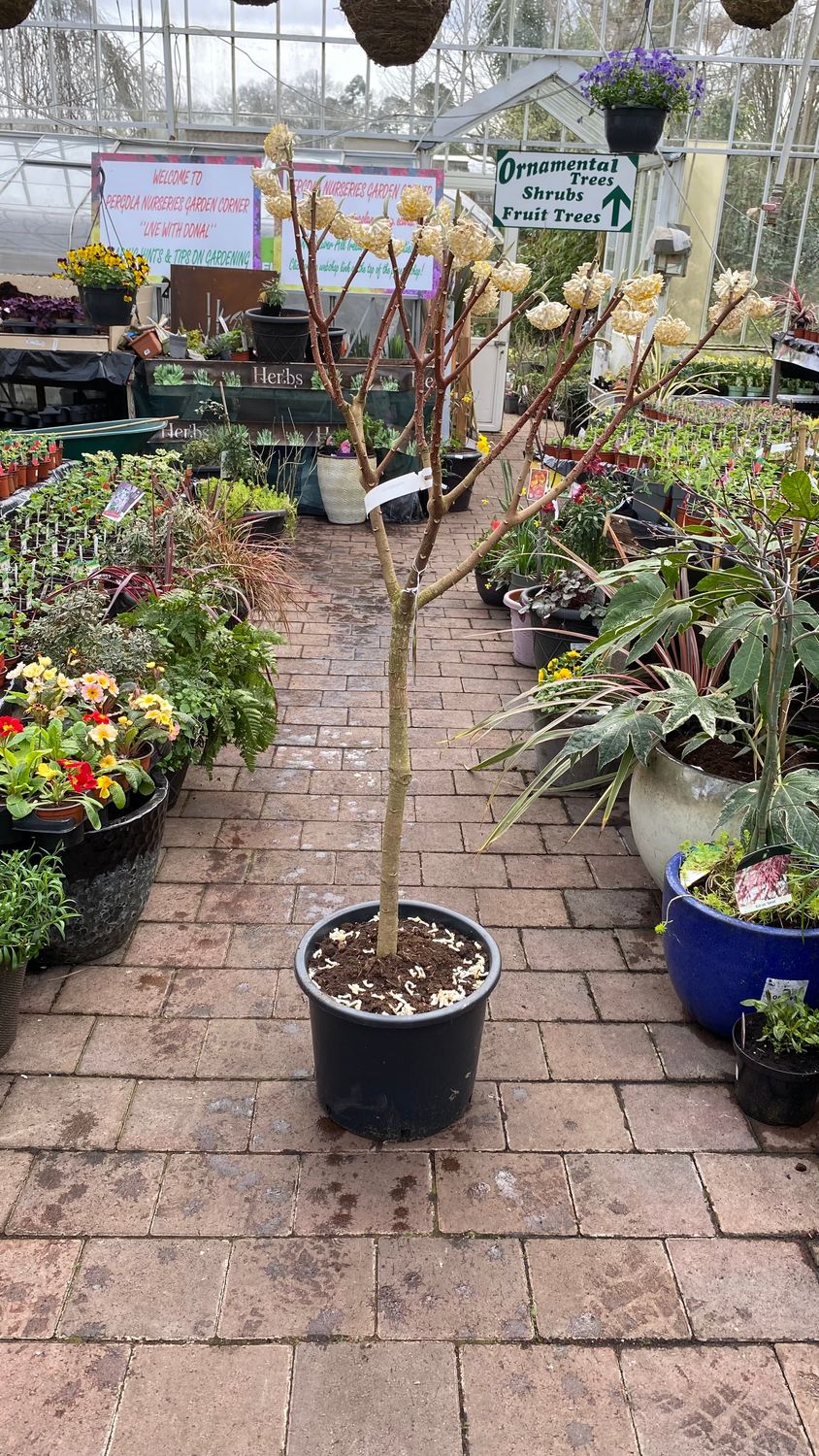 Edgeworthia Chrysantha - Large Size JAPANESE PAPER BUSH Grandiflora Very Fragrant yellow flowers in winter and early spring. Colourful autumn foliage.EXTRA STRONG BUSHY PLANTS