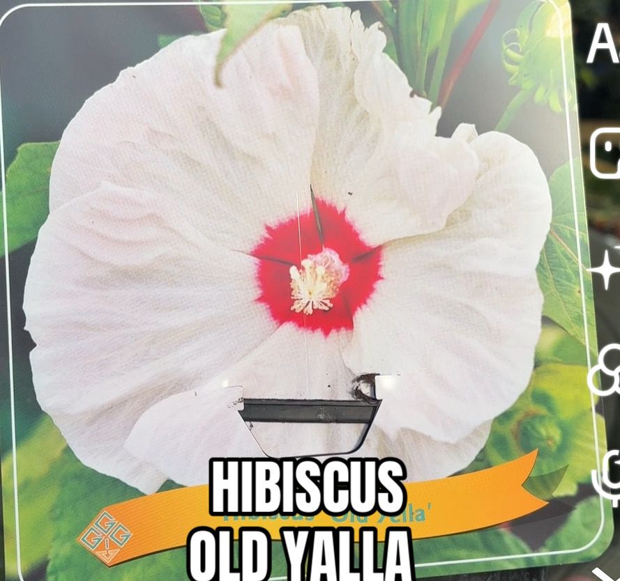 Hibiscus Old Yella ..Swamp Mallow ..Hardy perennial with exotic large fragrant flowers of washed yellow with a red eye in summer and autumn.  Foliage rich green. Height 1.3mt Spread 1.3 Mt