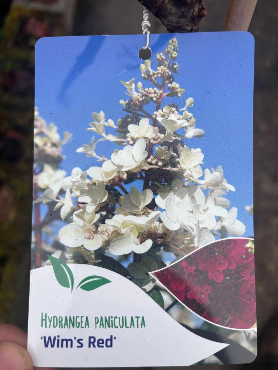 Hydrangea Wims Red Tree Form ..medium size MEDIUM TREE FORM Flowers from end of June until October . Flowers are at first large cone like and white ,turn pink and eventually red .