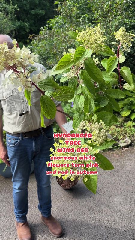 Hydrangea Wims Red Tree Form ..LARGE size MEDIUM TREE FORM Flowers from end of June until October . Flowers are at first large cone like and white ,turn pink and eventually red .