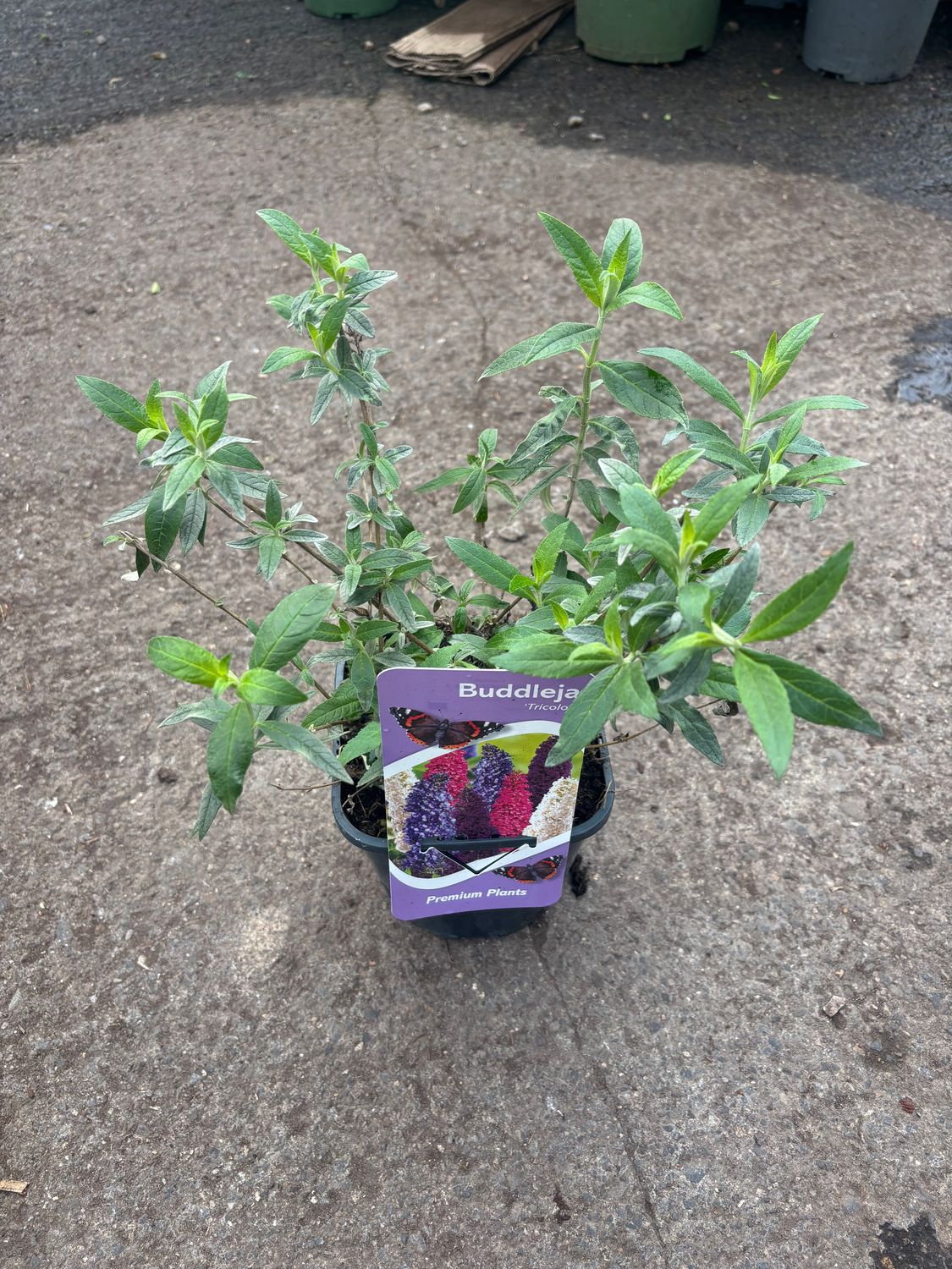 Buddleia Tricolour Butterfly Bush , Pink,Purple and White on the one plant. A hardy butterfly bush that flowers end of June until October Can be planted in pots beds or rockeries!