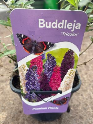 Buddleia Tricolour Butterfly Bush , Pink,Purple and White on the one plant. A hardy butterfly bush that flowers end of June until October Can be planted in pots beds or rockeries!