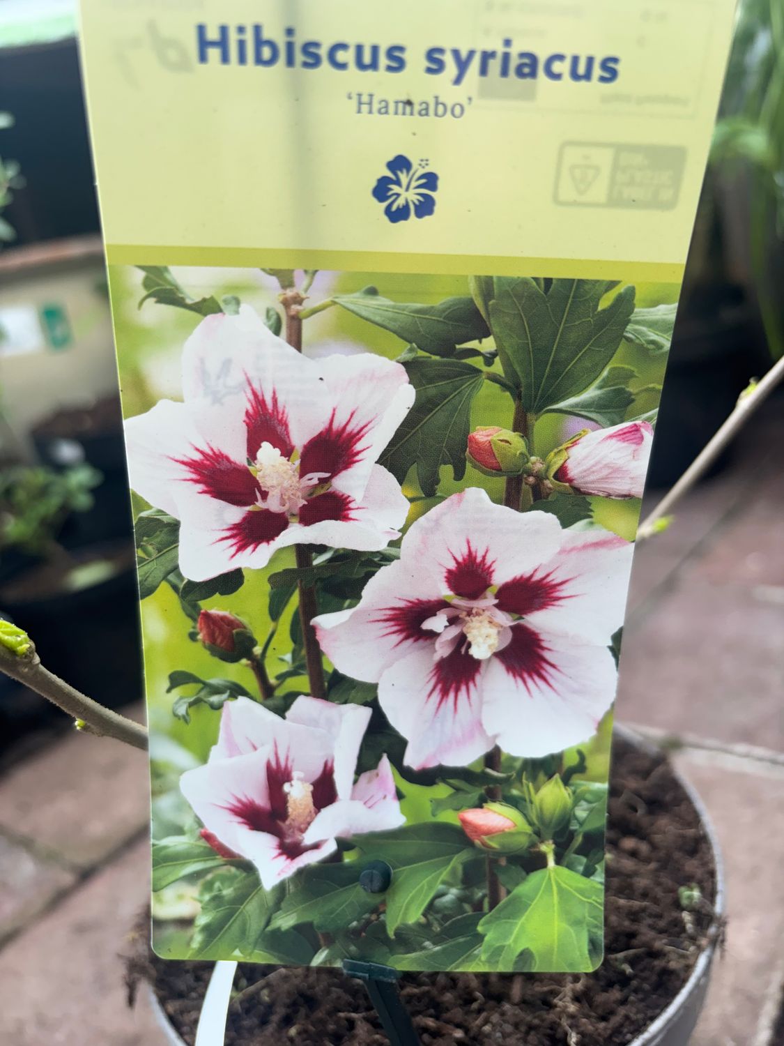 Hibiscus Hamabo . “Hardy shrub..likes a sunny and free draining spot . Enormous white flowers splashed pink on each petal in summer and early autumn. Strong Bushy plants Planting time is from now!