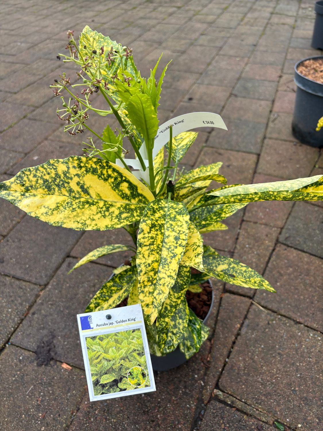 Aucuba Golden King Hardy evergreen shrub for pots or open ground In sun or shade . Foliage green splashed bright gold . Winter hardy.