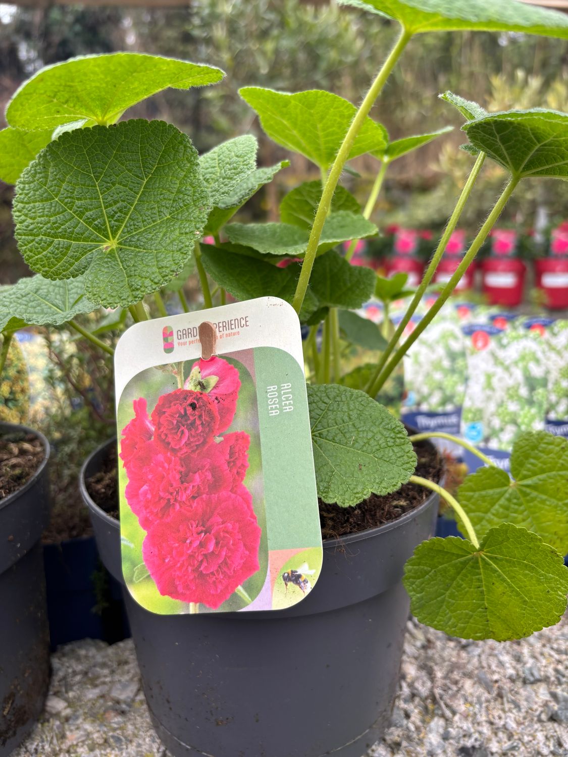 Alcea Red 'Hollyhocks'