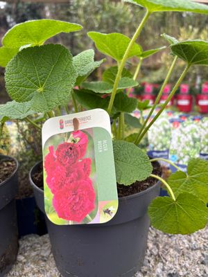 Alcea Red 'Hollyhocks'