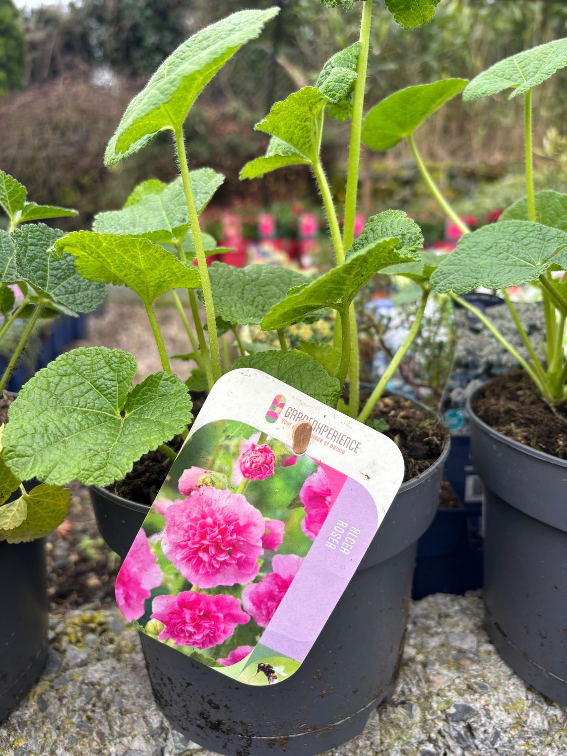 Alcea Pink 'Hollyhocks'