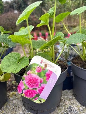Alcea Pink 'Hollyhocks'