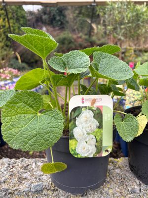 Alcea White 'Hollyhocks'