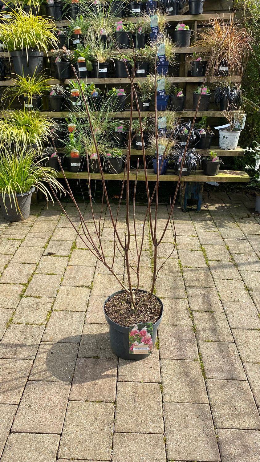 Hydrangea Pinky Winky Extra Strong