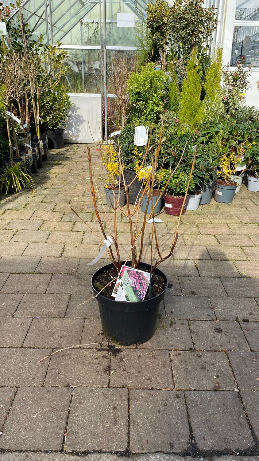Hydrangea Pink Annabelle Large