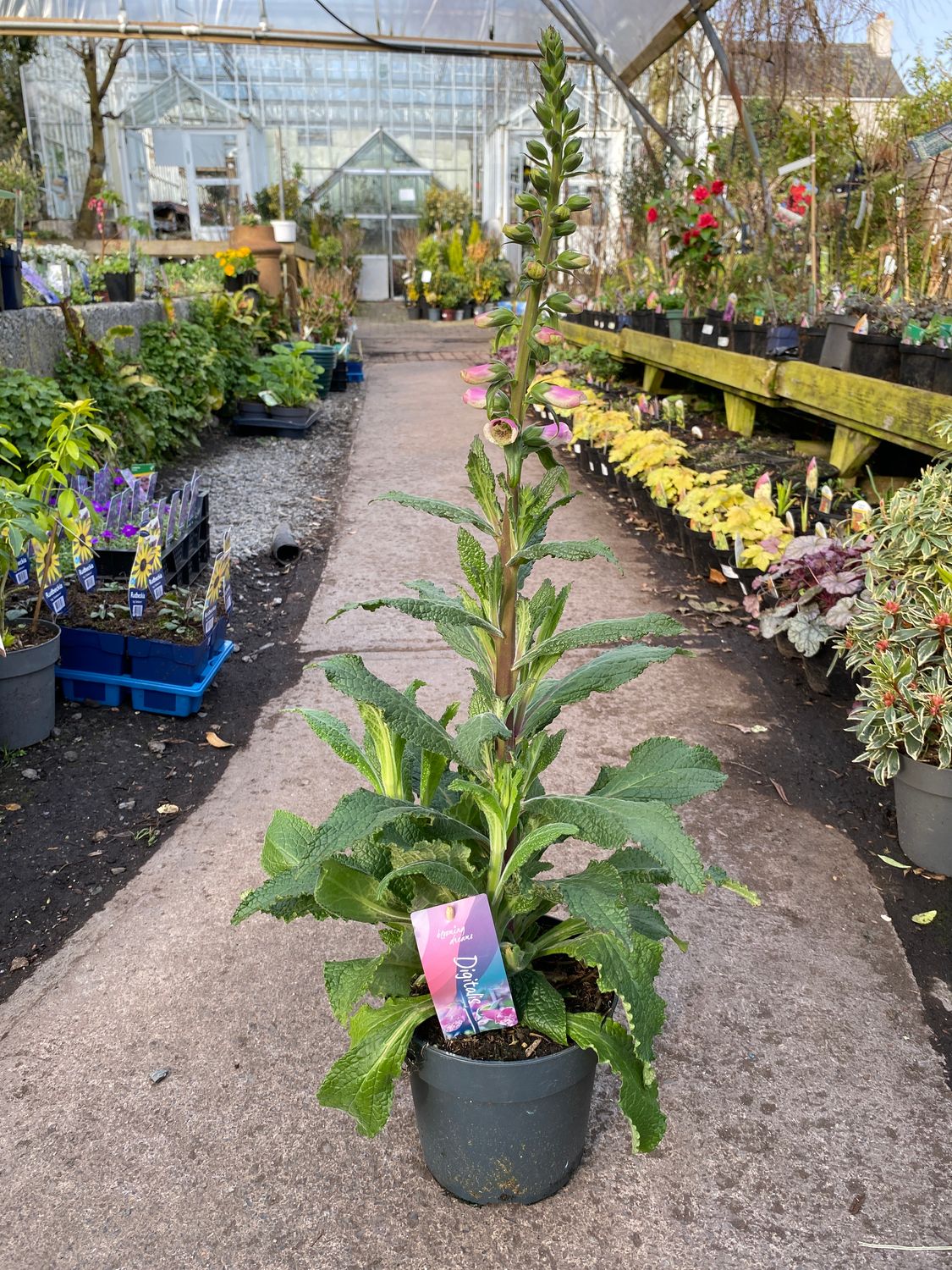 Digitalis Candy Pink