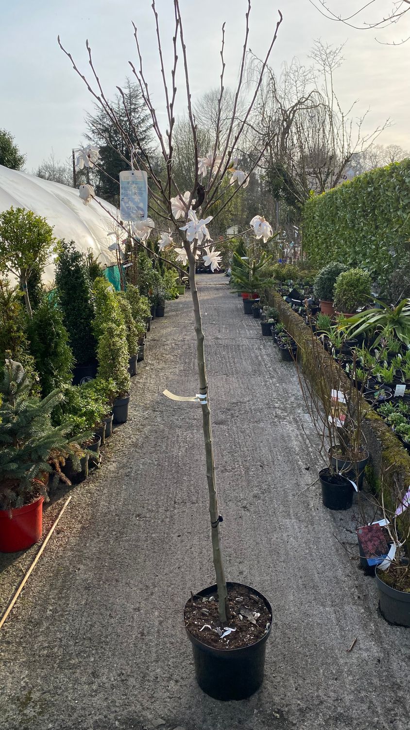 Magnolia Royal Star Tree