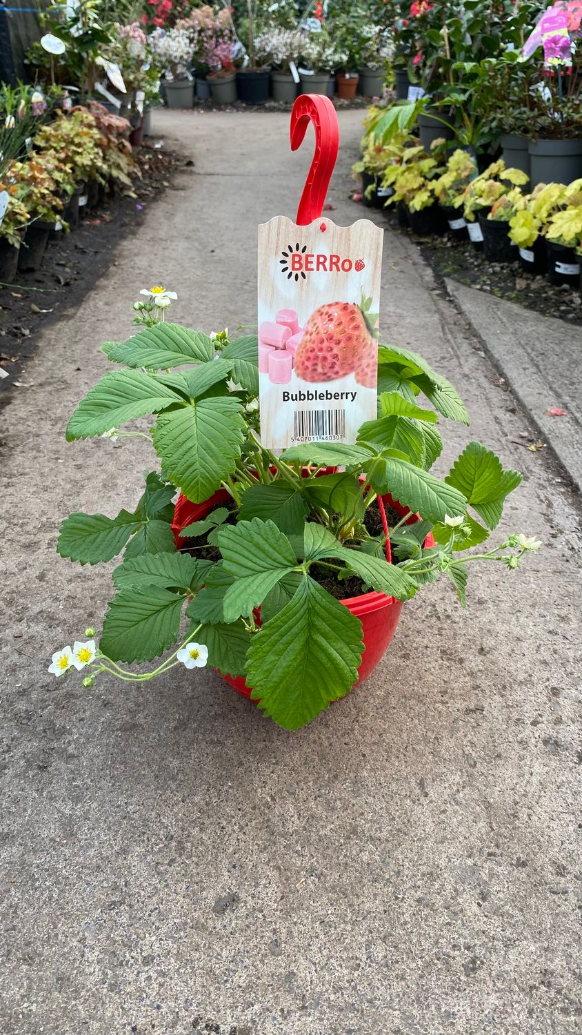 Bubbleberry ..3 Plants Per basket ..they taste like bubblegum