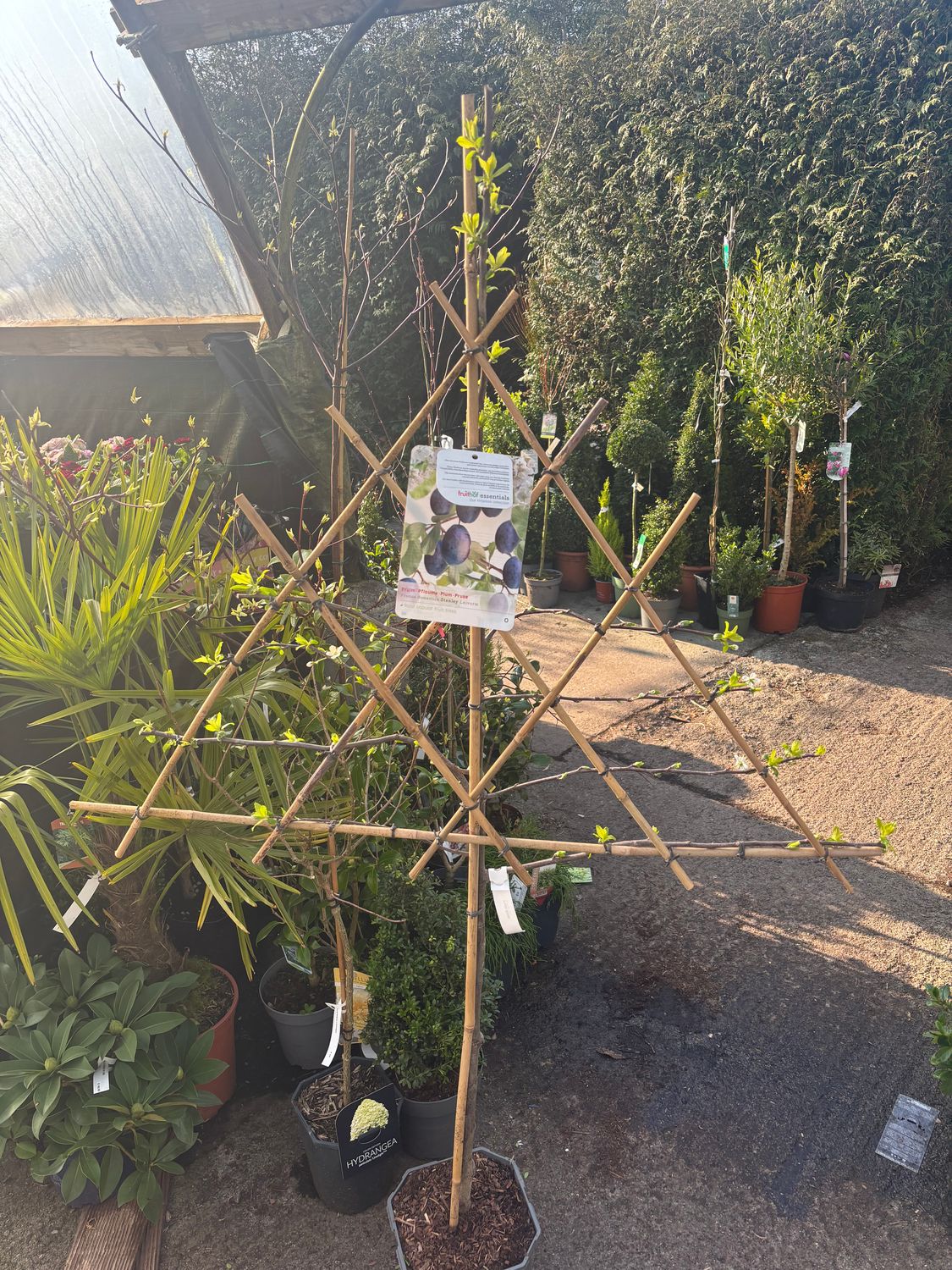 Plum Stanley. Trained to grow on wall fence or arch