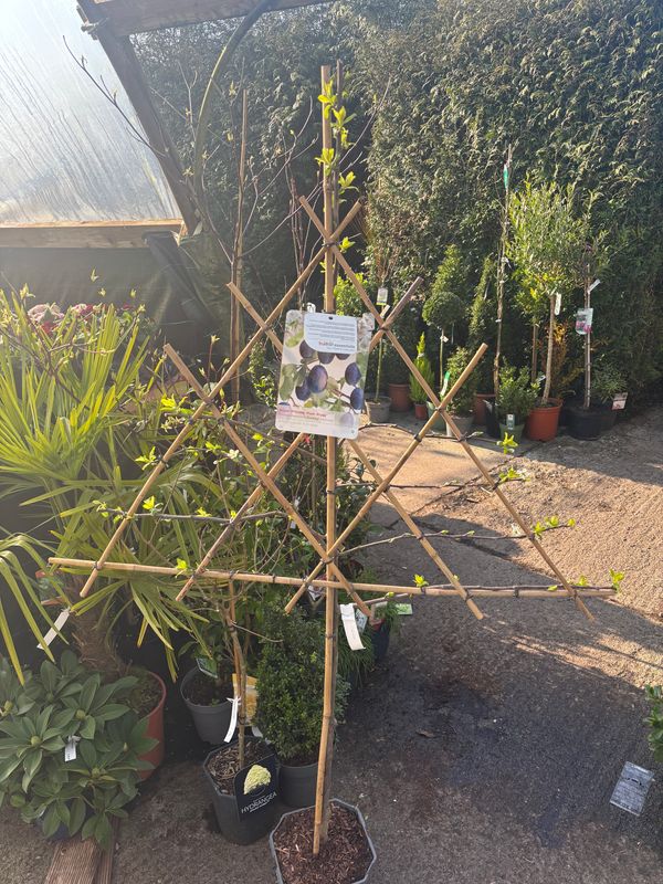 Plum Stanley. Trained to grow on wall fence or arch