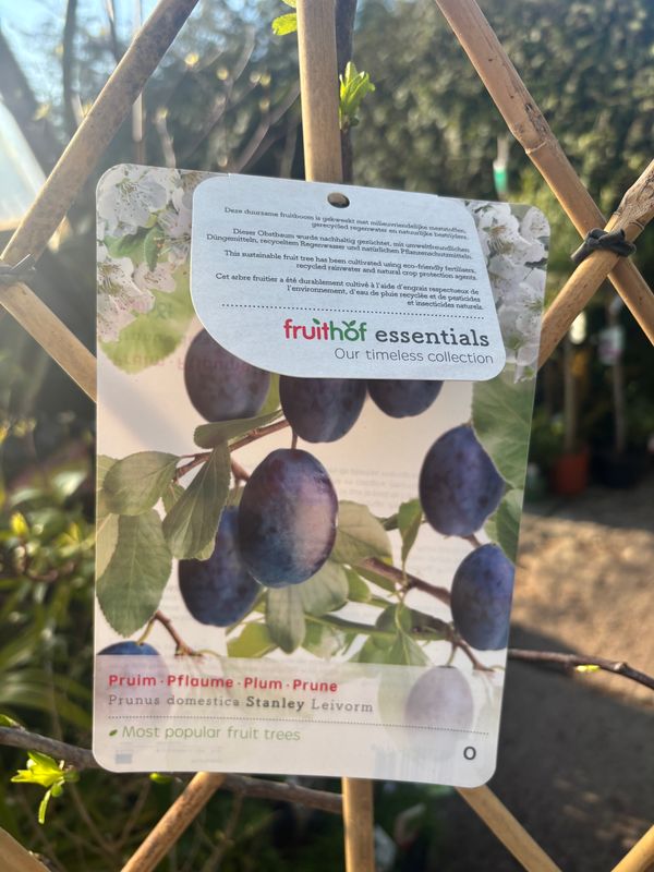 Plum Stanley. Trained to grow on wall fence or arch