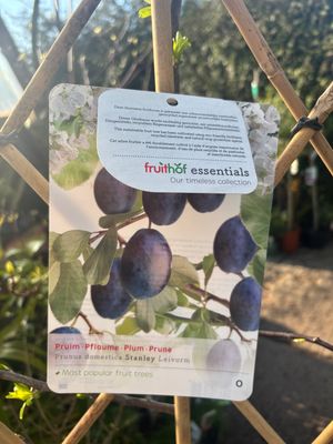 Plum Stanley. Trained to grow on wall fence or arch