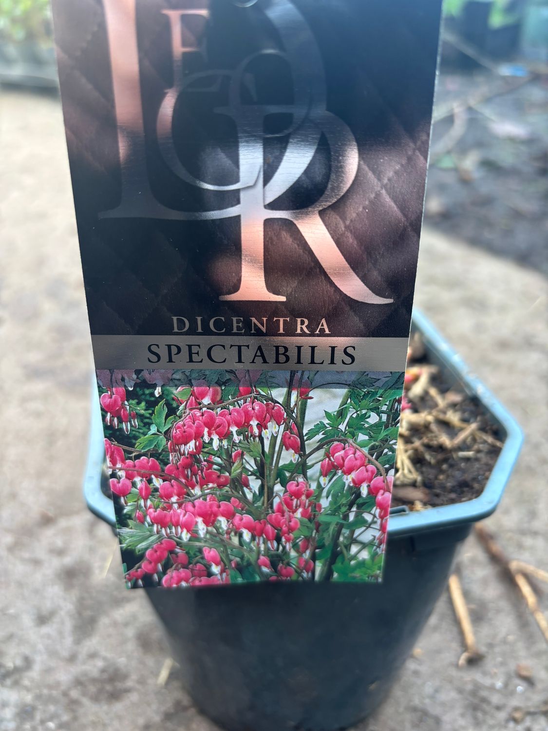 Dicentra Spectabilis