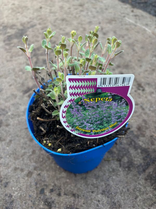 Nepeta Purssian Blue
