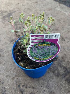 Nepeta Purssian Blue