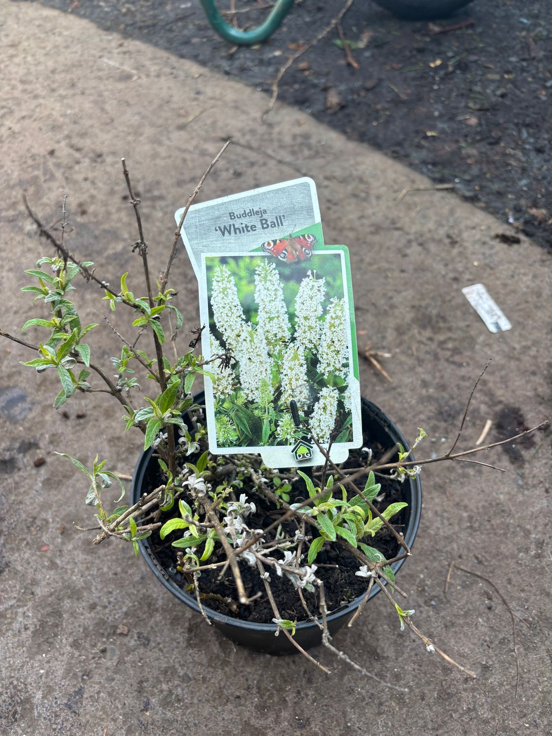 Buddleja White Ball
