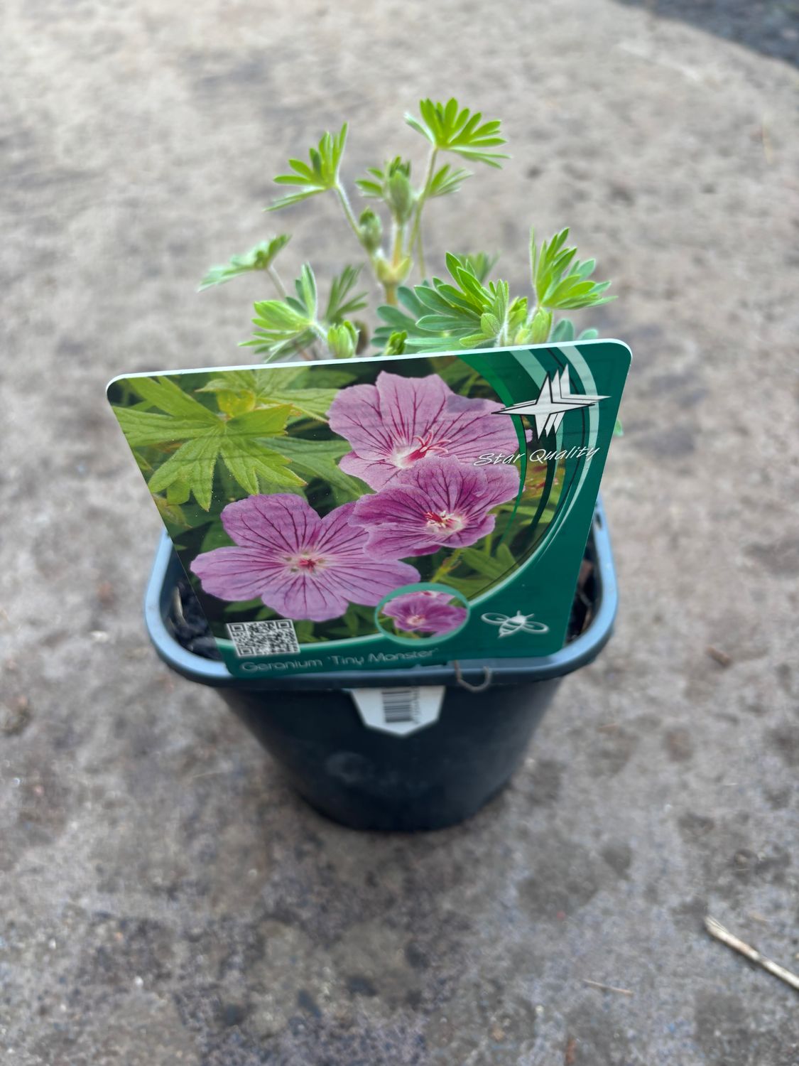Geranium Tiny Monster