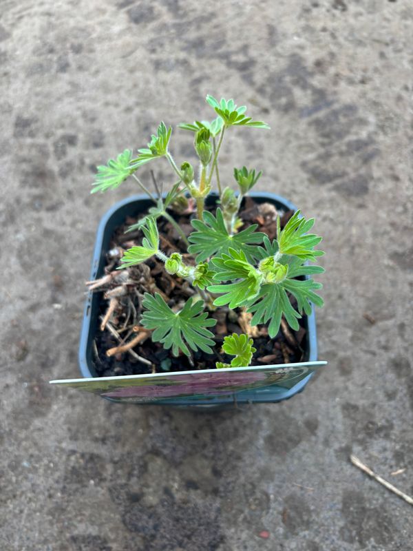 Geranium Tiny Monster