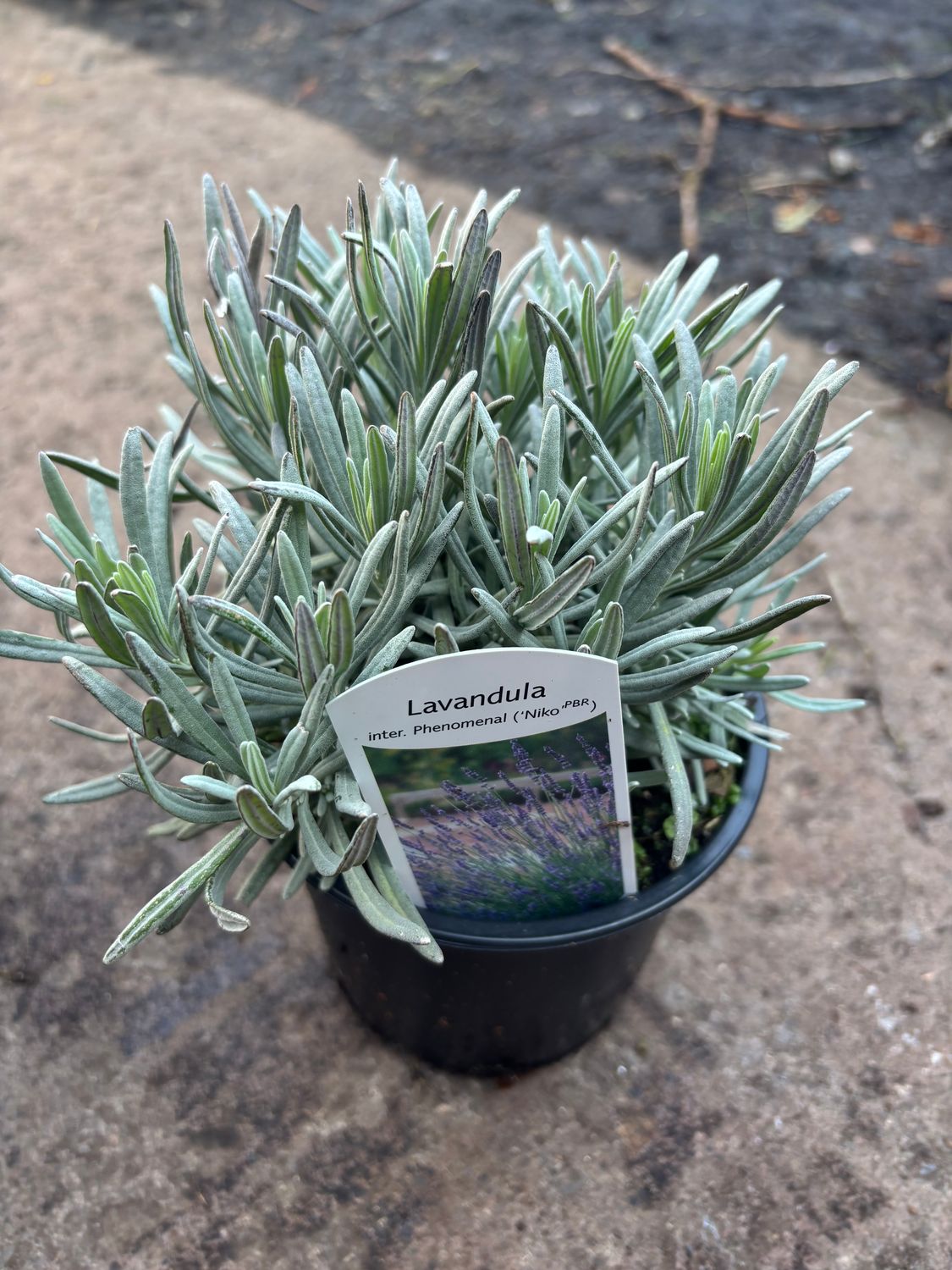 Lavender Phenomenal Niko