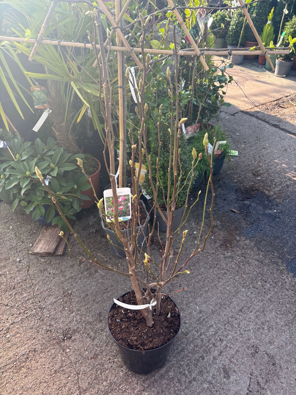 Magnolia “Susan”Upright hardy deep pink to purple vase like flowers. Upright Strong grower Bushy pot grown plants