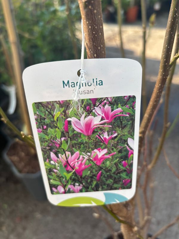 Magnolia “Susan”Upright hardy deep pink to purple vase like flowers. Upright Strong grower Bushy pot grown plants