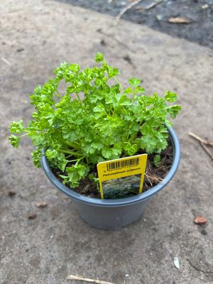 Parsley