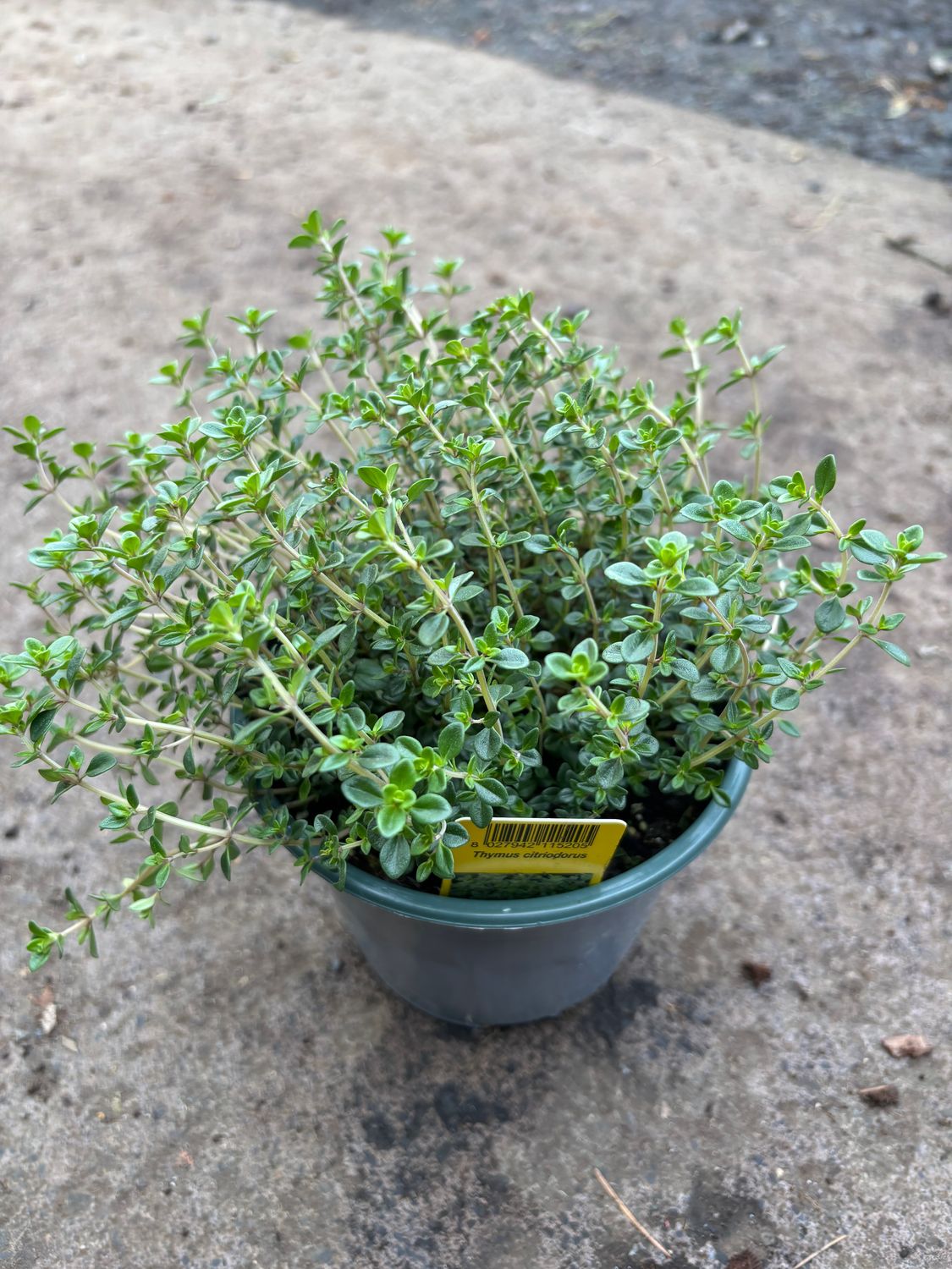 Citrus Thyme