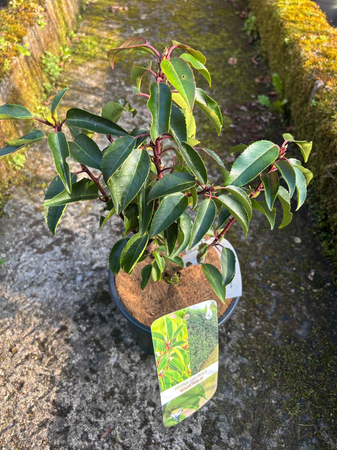 Portuguese Laurel