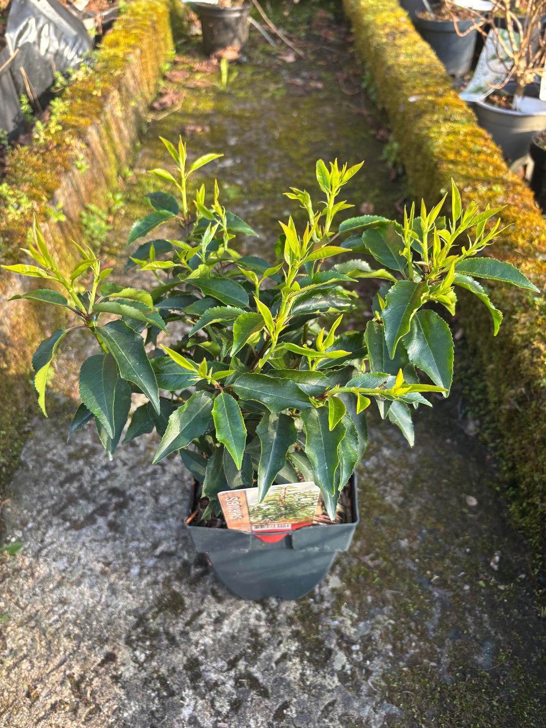 Portuguese Laurel