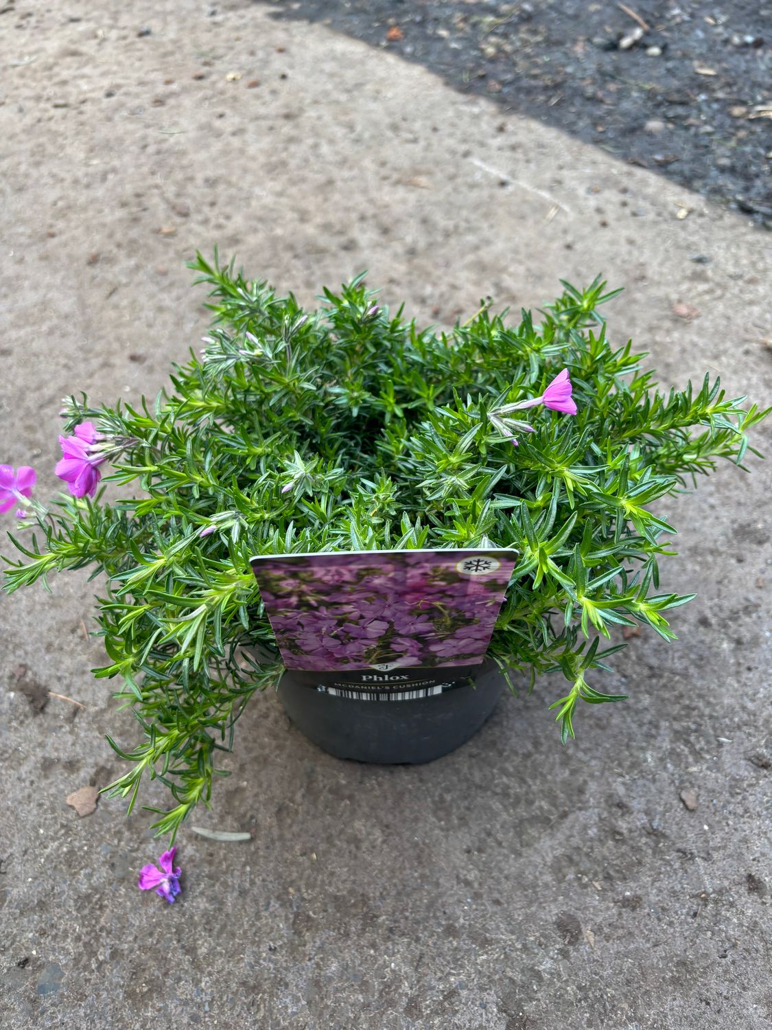 Phlox McDaniels Cushion