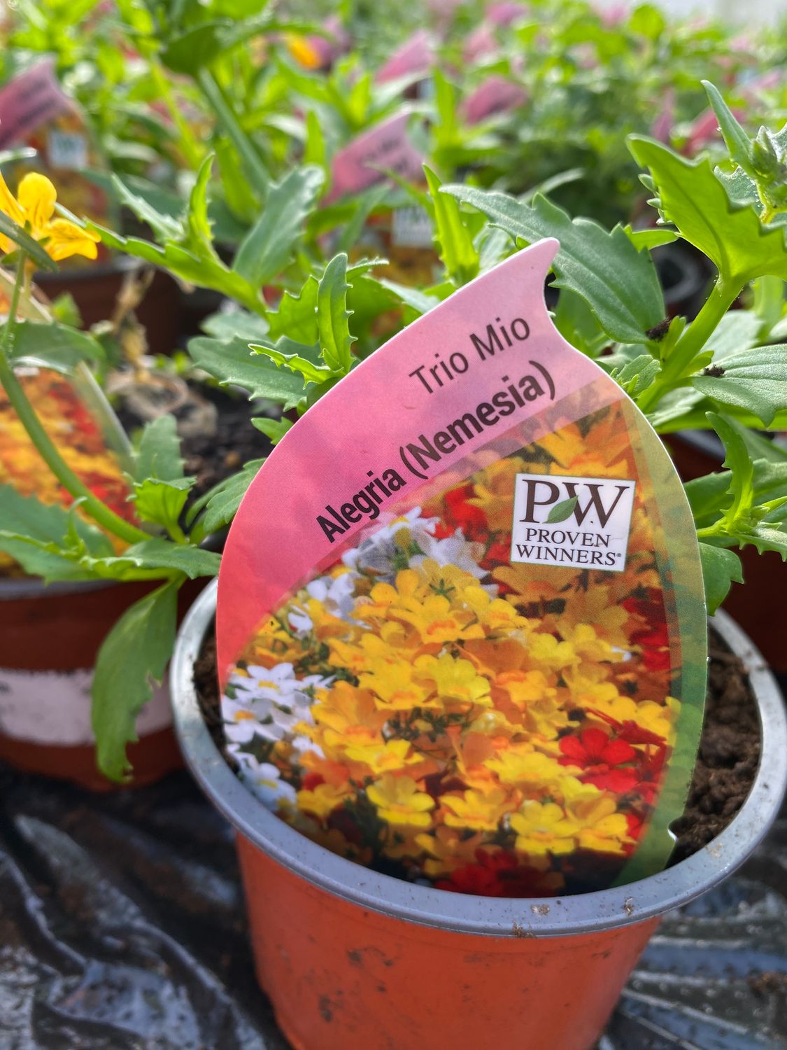 Nemesia Trio Mio 'Alegria'