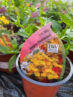 Nemesia Trio Mio 'Alegria'