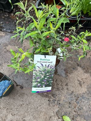 Buddleia Duo Purple White Butterfly Bush , Purple and White on the one plant. A hardy butterfly bush that flowers end of June until October . A Magnet for butterflies