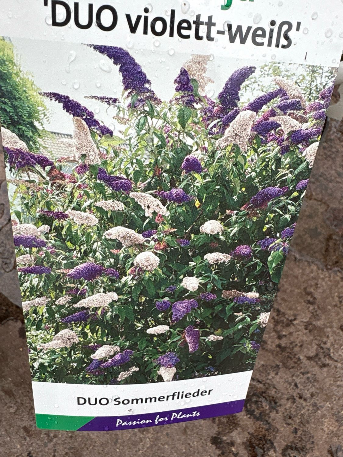 Buddleia Duo Purple White Butterfly Bush , Purple and White on the one plant. A hardy butterfly bush that flowers end of June until October . A Magnet for butterflies