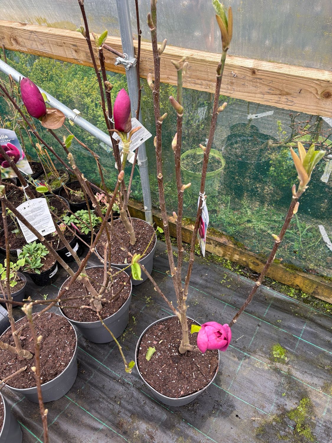 Magnolia Black Tulip ..Strong bushy plants . Darkest most dramatic tulip like flowers of deep burgundy red .Don’t expect flowers first year