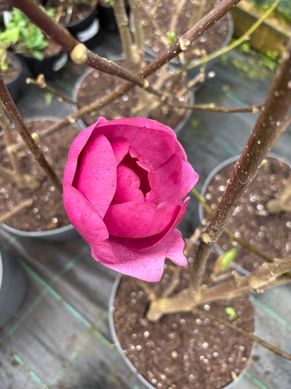 Magnolia Black Tulip ..Strong bushy plants . Darkest most dramatic tulip like flowers of deep burgundy red .Don’t expect flowers first year
