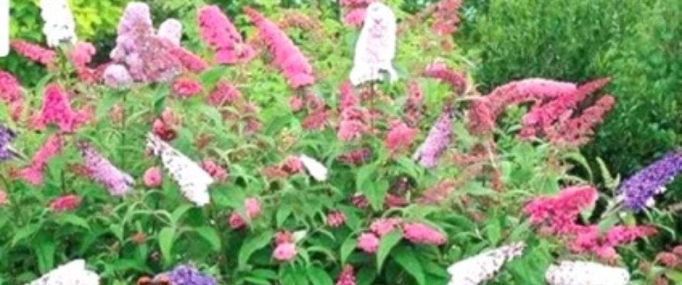 Buddleia Duo Pink White