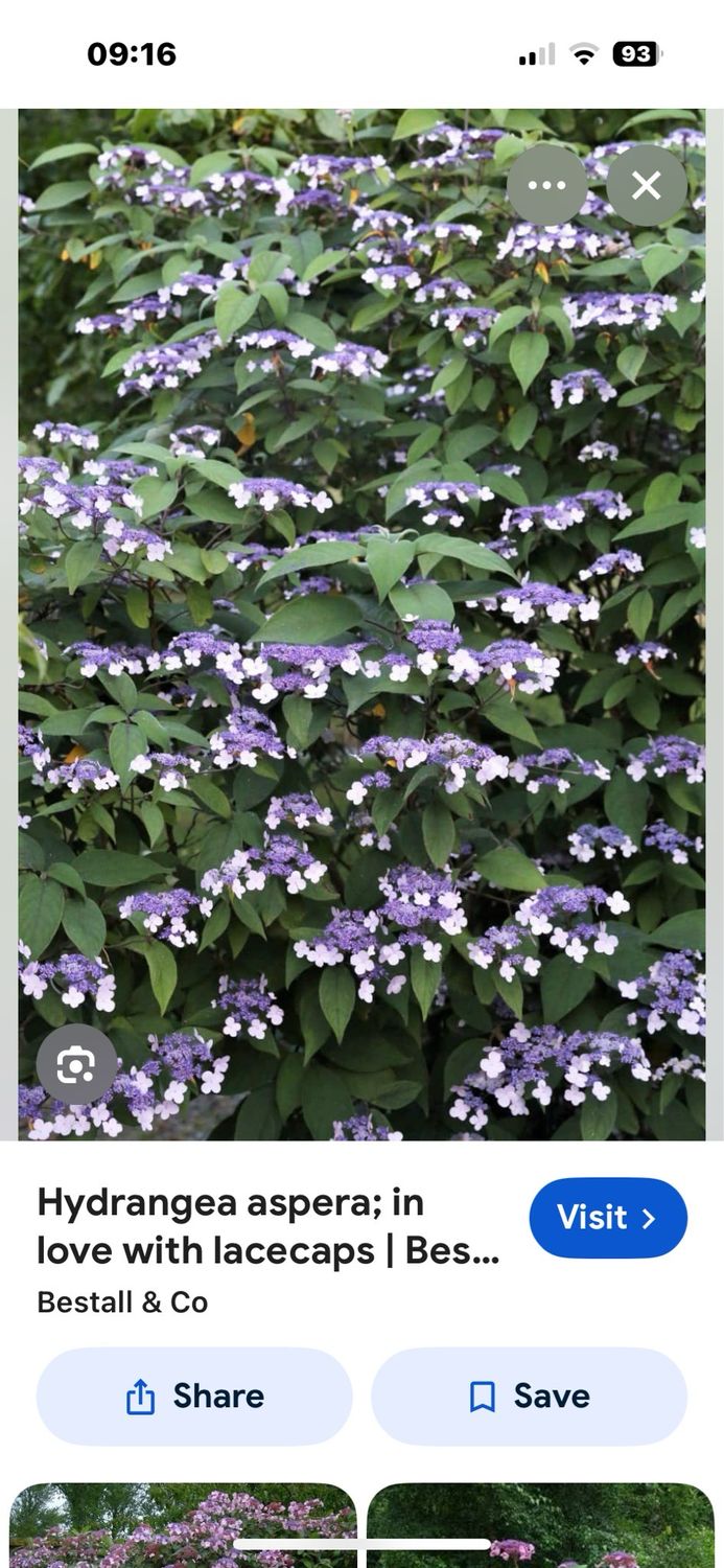 Hydrangea Aspera Macrophylla ,Blue /Mauve flowers surrounded by white florets ..strong growing and tough . Leaves are large tropical soft and hairy . Happy free standing or trained on a wall or fence