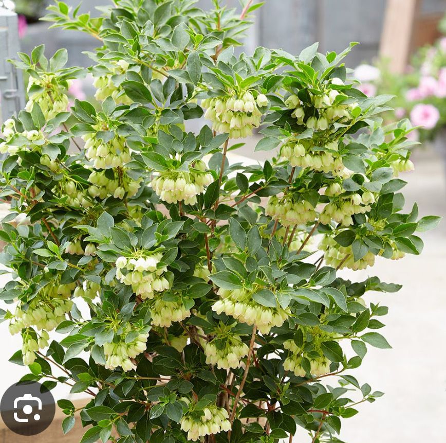 Enkianthus Pretty Coat Snowdrop Tree small tree with white hanging bell like flowers in spring with a hint of pink followed by unusual winged fruit.Mid green ovate leaves  shades of deep red in autumn