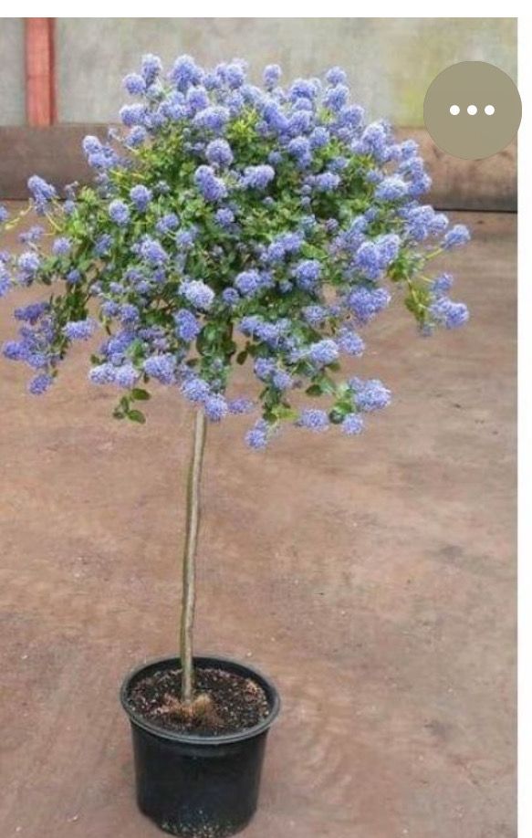 Ceanothus “Blue Waterfall” Mini evergreen tree blue flowers in summer . For Pots or beds