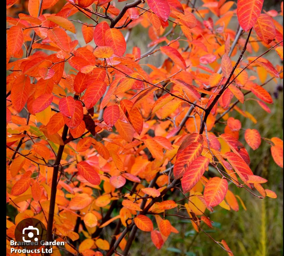 Amelanchier “Rainbow Pillar” a hardy small upright tree with white fragrant flowers in spring followed by stunning autumn foliage