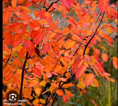 Amelanchier “Rainbow Pillar” a hardy small upright tree with white fragrant flowers in spring followed by stunning autumn foliage