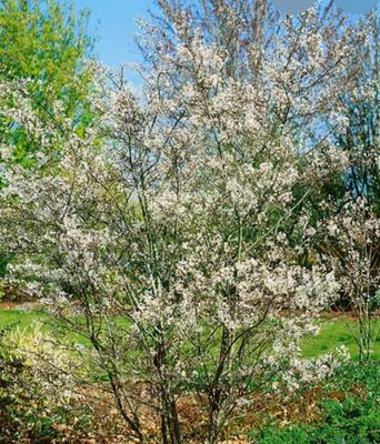 Amelanchier “Rainbow Pillar” a hardy small upright tree with white fragrant flowers in spring followed by stunning autumn foliage