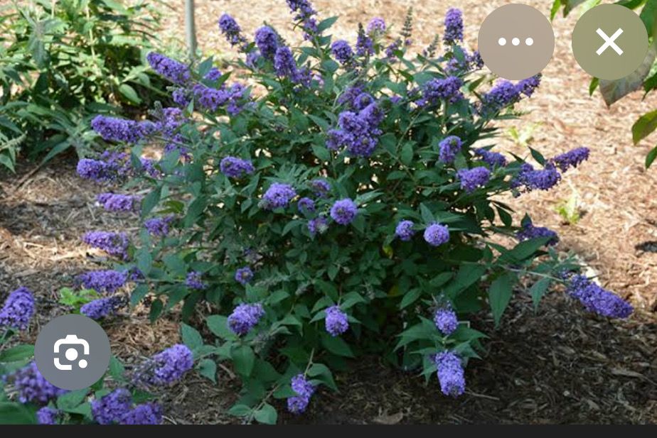 Buddleia Blue Chip ..Dwarf Butterfly Bush ..only grows to 70-80 cm . Purple /Blue in summer and early autumn over silver foliage Good in pots or beds A magnet for butterflies